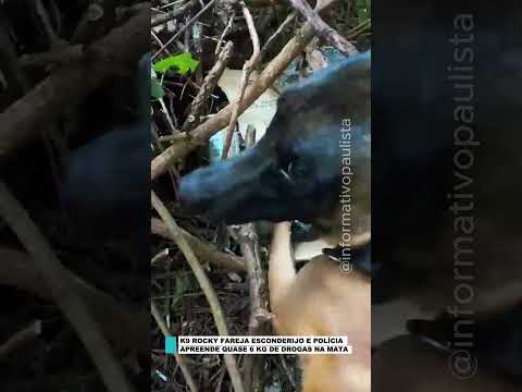K9 ROCKY FAREJA ESCONDERIJO E POLÍCIA APREENDE QUASE 6 KG DE DROGAS NA MATA