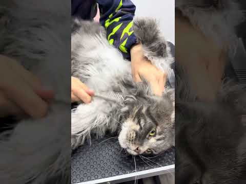 ROMEO 💙🐱 un bellissimo e bravissimo bambolotto! 😍 #lovelypetboutique #groomersoftiktok