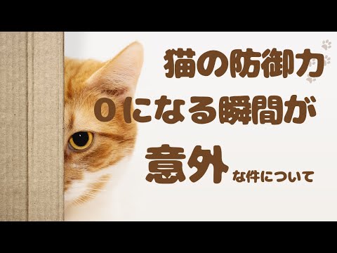 猫が仰向けになることにはどんな意味があるのでしょうか?