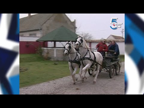 Markovi lipicaneri - Borino 5kazanje