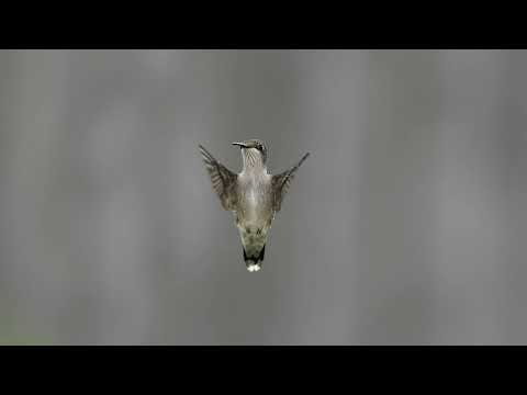 Codruta Filip & What's UP - Ce Nu Fac Eu Pentru Tine