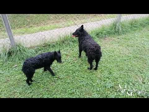 Eddy Garov Dol & Queen Od Gazde