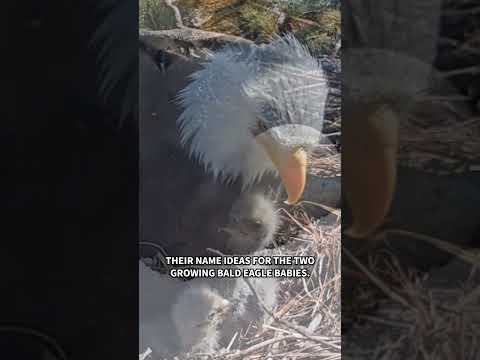 Now's your chance to help name the two Big Bear bald eagle chicks! 🦅