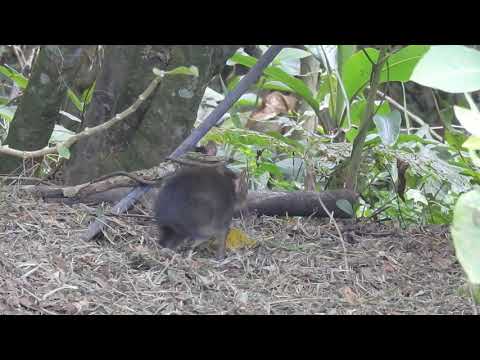 Aguti stredoamerický (Dasyprocta punctata) — Guatín