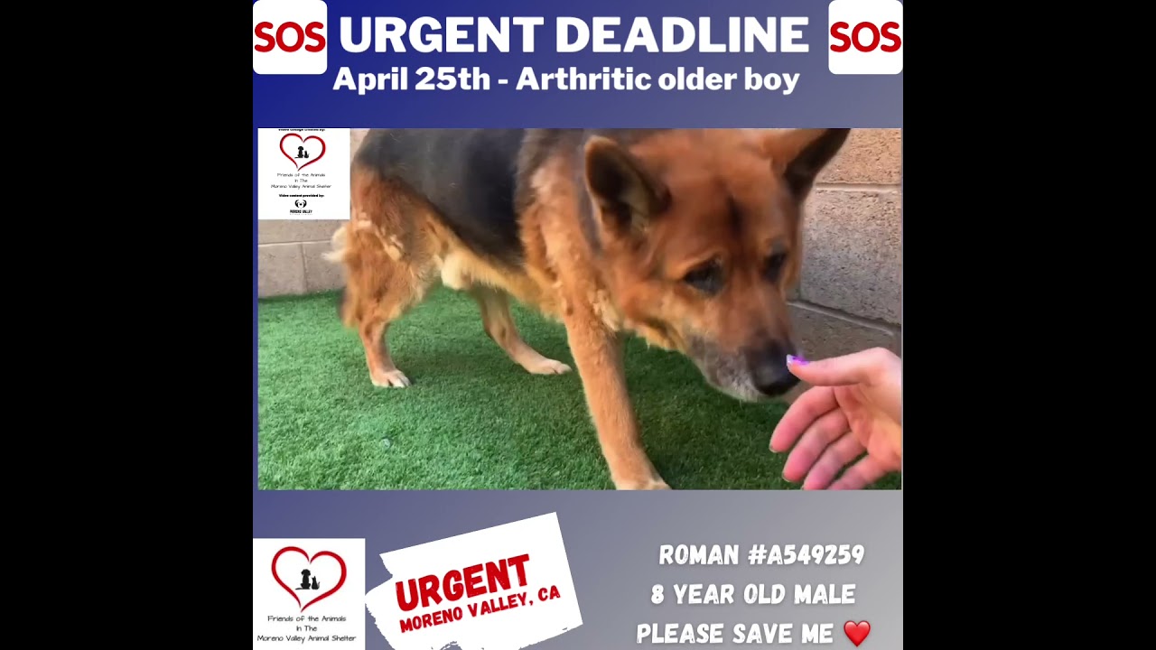 Long term foster or forever home needed for older boy Roman, an adopted German Shepherd Dog in Boise, ID video 5/5