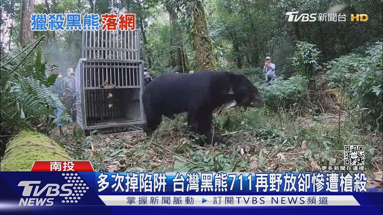 多次掉陷阱 台灣黑熊711再野放卻慘遭槍殺