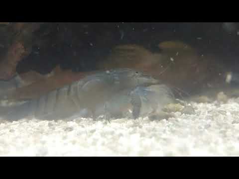 Fish tank update - Vladimir the vampire shrimp