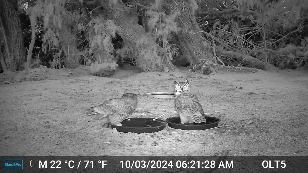 S2E30: Screech And Her Companion Meet At The Saucers