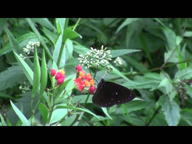 Film for Purple Butterfly -2015.11.27