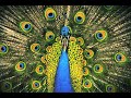 The Bluetones - The Fountainhead (subtitulos en español)