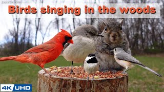 4 HOURS of Birds Singing in the Woods 4K Cat TV Bi