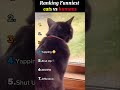 Ranking Funniest Cats Vs Humans Shorts Cats