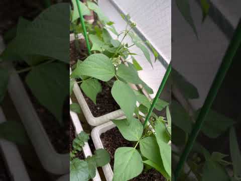 子どもたちと一緒に植える種は何ですか？あなただけのトップ 3!  庭園