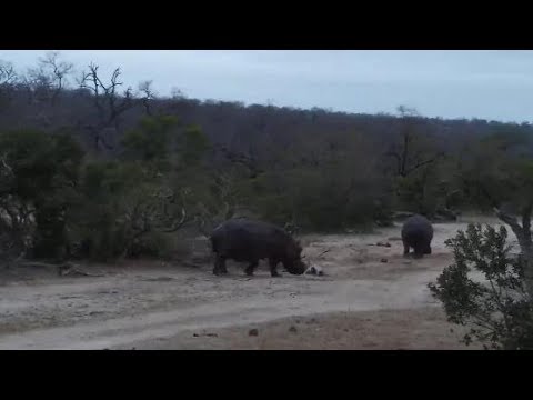 Djuma: Hippos leaving pan together - 05:25 - 09/24/19