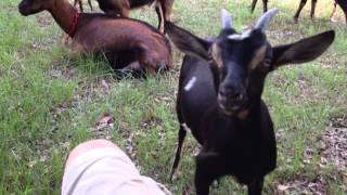 preview picture of video 'Homestead Life: Yes, There's a Goat in my Lap'
