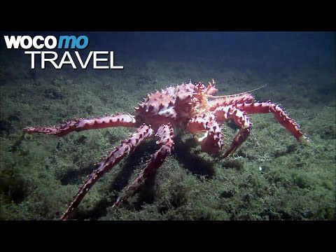 The crab fishermen of Tierra del Fuego (360° - GEO Reportage)