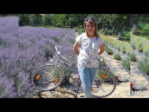 🌿 Ineu (Arad) 🌿