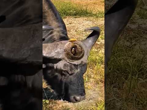 اغرب معجزات للحيوانات في العالم وكلها بأمر الله بدون اي سبب رح تصدمك حرفيا 😱