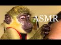 ASMR Monkey Grooming Nature Original ASMR Relax Satisfying Sleep Chill Tingles
