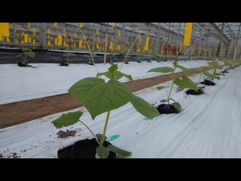 トレリスでキュウリを育てる 登るキュウリを育てる 豊作