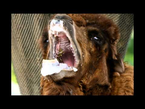 Psyman - Rabid Camel