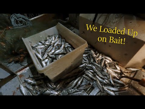 Huge Herring Haul! - Loading Up on Halibut Bait! | 2024 Longline Season