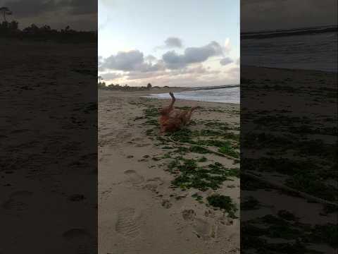 🐚🌾🐕🐾🌴🍃