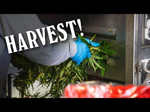 Happy Croptober! How a PRO Outdoor Cannabis farm ACTUALLY prepares for HARVEST!