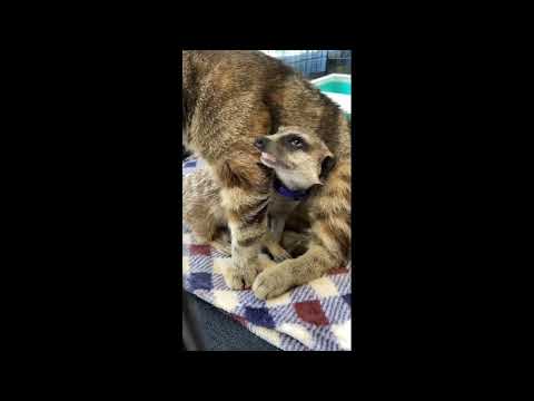 Наша приютская кошка усыновила суриката/Our shelter cat adopted a meerkat  #сурикат