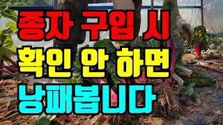 종자 구입 시 반드시 뒷면을 확인하세요.저희처럼 종자 잘 못 구입해서 뽑는 경우가 생겨요.