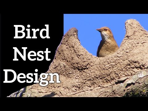 image-Which bird makes platform nest?