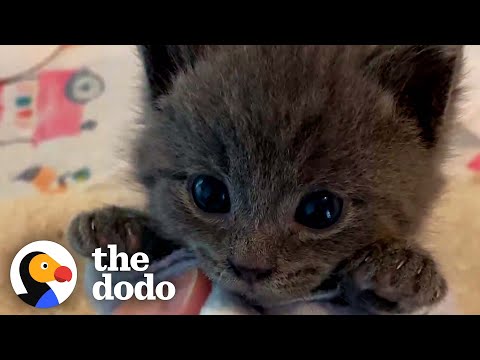 Picky Kitten Refuses To Give Up His Bottle | The Dodo Cat Crazy