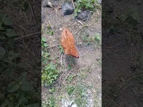 No Head Chicken! How is this even possible? 💯🥶