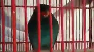 Download lagu pancingan cucak Keling gacor teler Full isian mp3