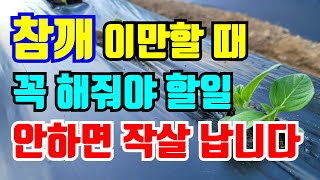 참깨 꼭 이맘때 잘 생기는 병충해 안하면 다시 심어야 할수도 있어요