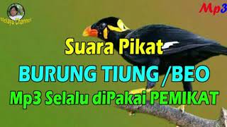 Download lagu Suara Pikat Ampuh Mp3 Suara Asli Burung TIUNG atau... mp3