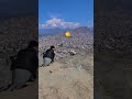 Kabuter Pakra Pahar Sy Babybird Pigeon Homingpigeons Kabootar