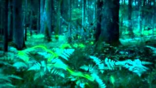 Fleetwood Mac Fireflies1980
