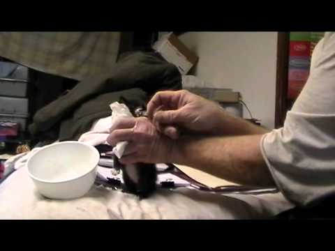 Feeding a baby runt Kitten using a Syringe - HOW TO