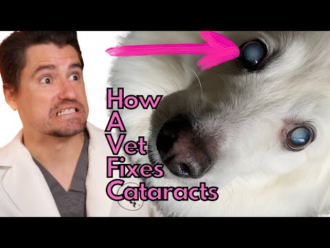How a Vet Fixes Cataracts.  How to get your dog's vision back!