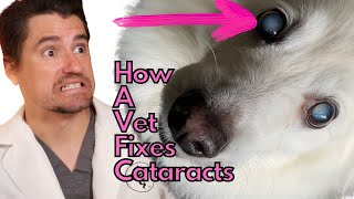 How a Vet Fixes Cataracts.  How to get your dog