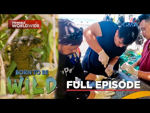 Sabang wardens and saving pawikan (Full Episode) Born to be Wild