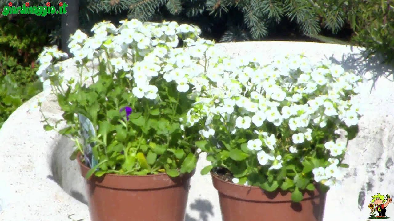 Perenni per giardini rocciosi