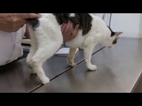 A 9-year-old thin cat  has kidney disease