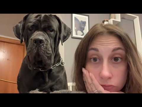 She cried on the bathroom floor - her 140-pound Cane Corso wouldn't leave her side