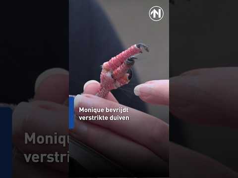 Monique redt duiven met een nagelschaartje