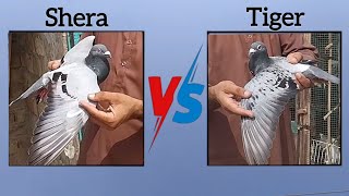 Mere Racer Kabotar - Tiger Aur Shera 😊 | Pigeons Race Video 2025 | Top Quality Pigeons Video |