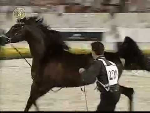 الفحل اجا ساناقور