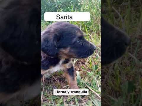 Otro caso de abandono😤, estos cachorritos nos necesitan🥺