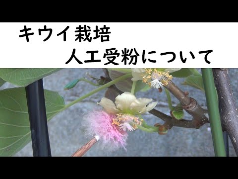 園芸 果樹の受粉